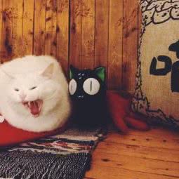 爱之家动物诊所:成都市青羊区光华村附近