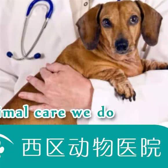 西区动物医院:成都市青羊区光华村附近
