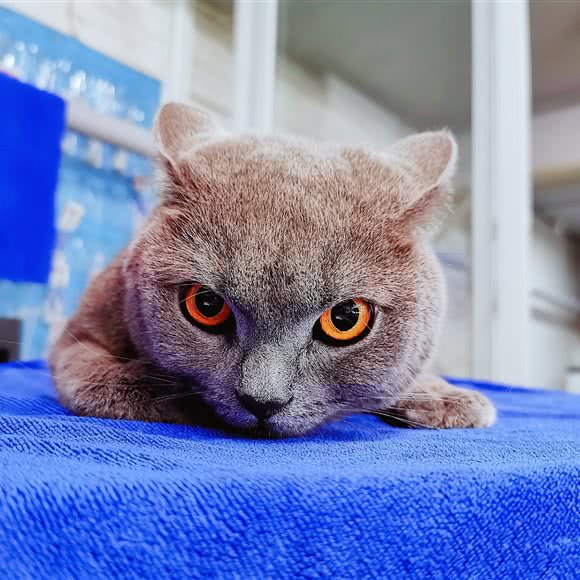 元气满满宠物店:成都市青羊区金沙遗址/西单商场附近