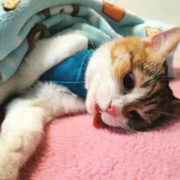 COCO宠物:成都市青羊区杜甫草堂附近