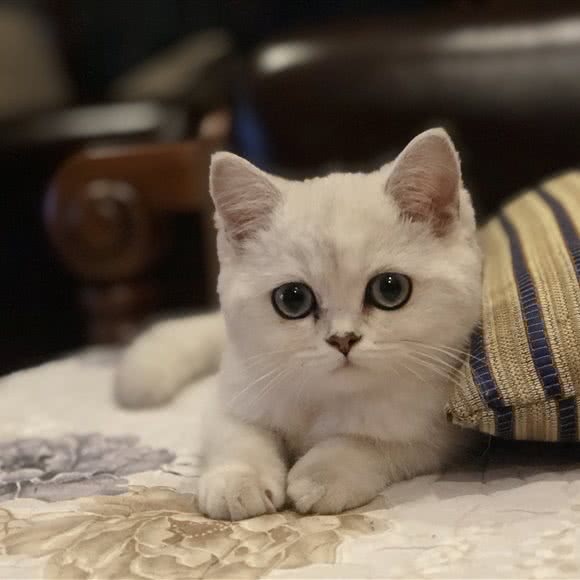 DreamHome萌宠贝:成都市青羊区中坝/青羊万达附近