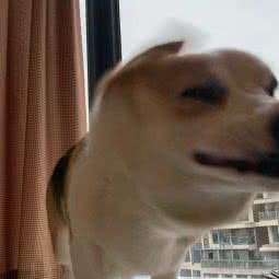 臻宠宠物:成都市青羊区中坝/青羊万达附近