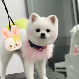 小佩宠物:成都市青羊区鹏瑞利青羊广场附近