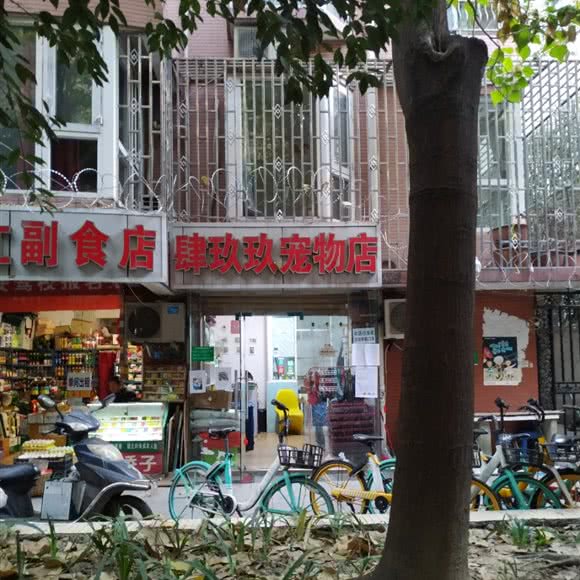 肆玖玖宠物店:成都市青羊区琴台附近