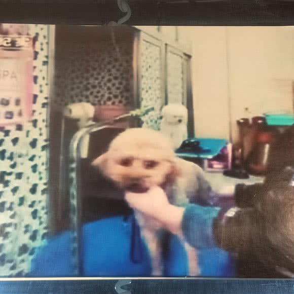 做柯尔曼宠物:成都市青羊区小南街/天府广场附近