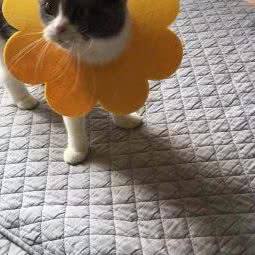 二哈萌宠:成都市金牛区沙湾会展中心附近