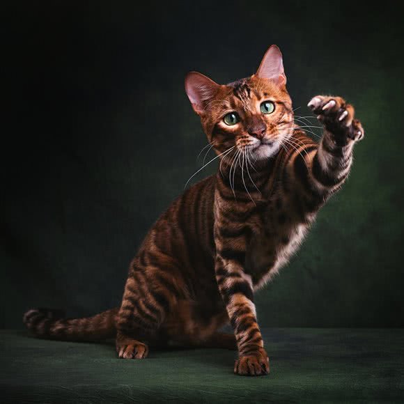 睦宠宠物:北京城区朝阳区青年路附近