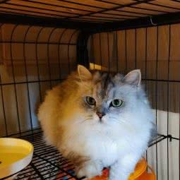 怪兽萌宠(花照壁店):成都市金牛区茶店子附近