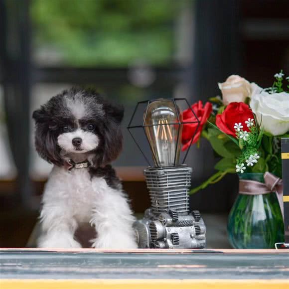 魅宠宠物生活馆:成都市金牛区茶店子附近