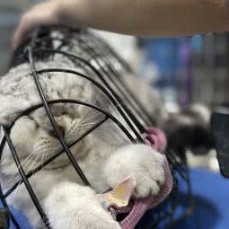 上宠宠物美容(黄金东二路店):成都市金牛区茶店子附近