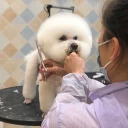 十月宠物:成都市金牛区中海国际附近