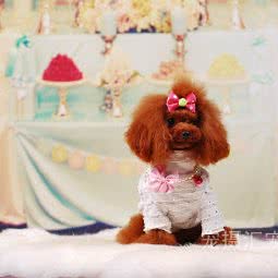 宠摄汇宠物摄影:成都市金牛区中海国际附近