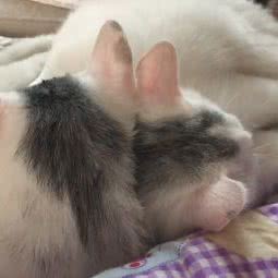 二十里铺兽医站:石家庄市长安区白佛附近