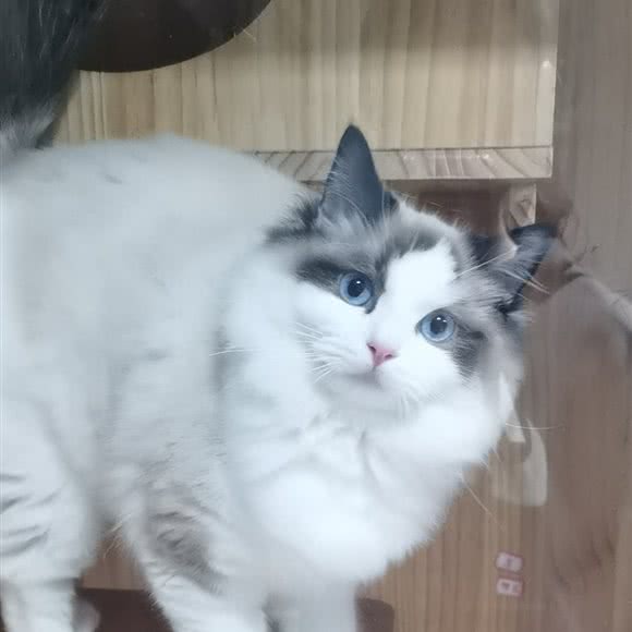 money多多宠物店:成都市金牛区欢乐谷附近