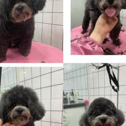 二筒宠物店:成都市金牛区国宾附近