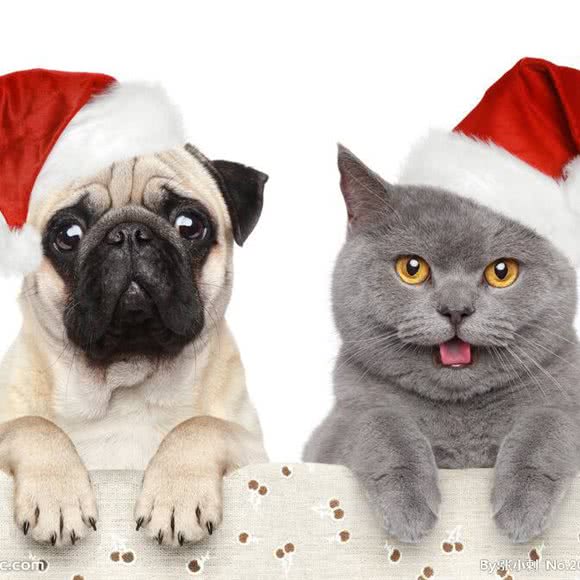 圣宠宠物(富华南路店):成都市武侯区高新区附近