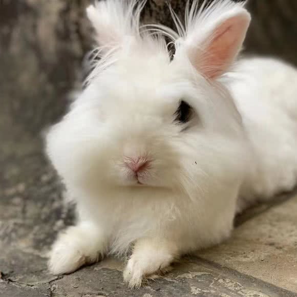 好喵宠物店:成都市武侯区高新区附近