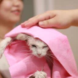 宠盼宠物服务中心:石家庄市长安区体育北大街附近