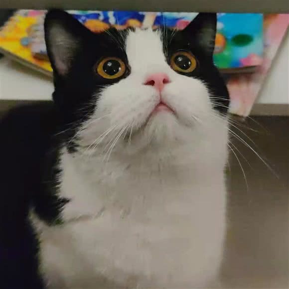 RUA猫咖:石家庄市长安区体育北大街附近