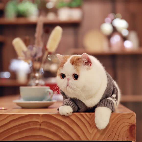 Cookie曲奇概念狗酒店:成都市武侯区高新区附近