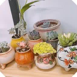 狗镇狗狗:成都市武侯区高新区附近