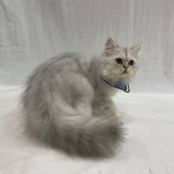 这里有猫宠物店:成都市武侯区高新区附近