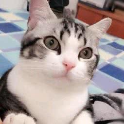 时光机家庭猫咪寄养:成都市武侯区高新区附近