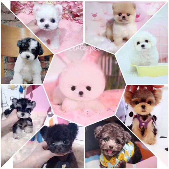 小朵精品宠物狗:成都市武侯区高新区附近