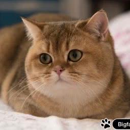 大脸猫舍GoldPond Cattery:成都市武侯区高新区附近