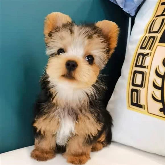 小朵精品小狗:成都市武侯区高新区附近