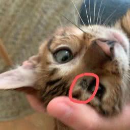 心安动物医院:成都市武侯区高新区附近