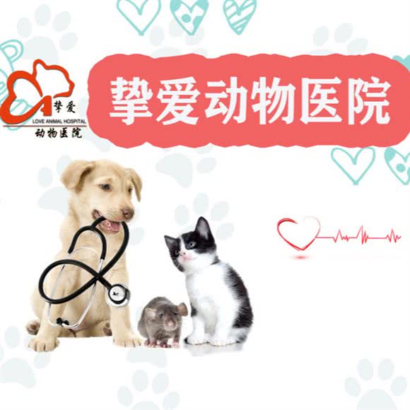 成都挚爱动物医院:成都市武侯区高新区附近