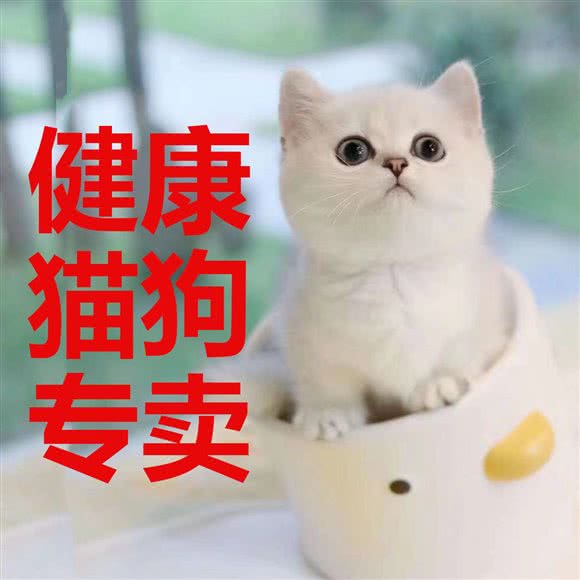 点点宠物馆:成都市武侯区科华北路附近