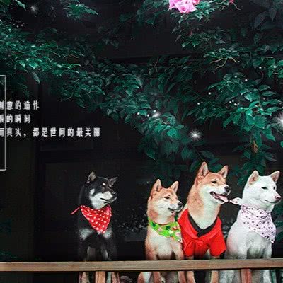 宠爱宠物摄影(总店):成都市武侯区科华北路附近