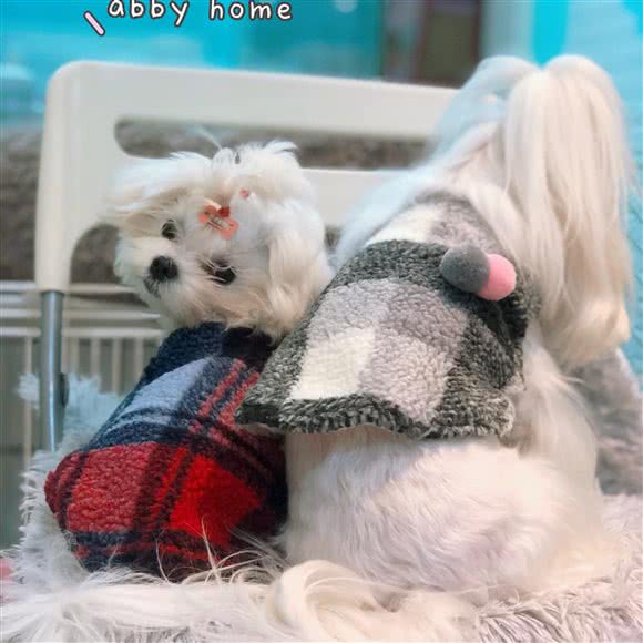 艾比宠物工作室:成都市武侯区玉林/芳草街附近