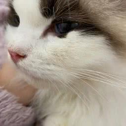 陪我宠物生活馆猫咖:石家庄市桥西区中山西路附近