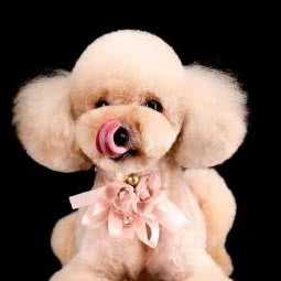 三小只宠物:成都市武侯区双楠附近