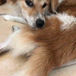 哆啦宠物生活馆:成都市武侯区双楠附近