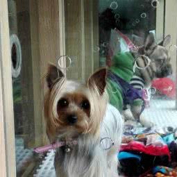 狗窝(碧云路):成都市武侯区双楠附近