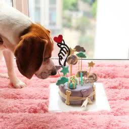 深浅宠物沙龙:成都市武侯区双楠附近