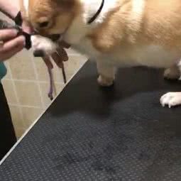 宝贝宠物连锁店医院:成都市武侯区双楠附近