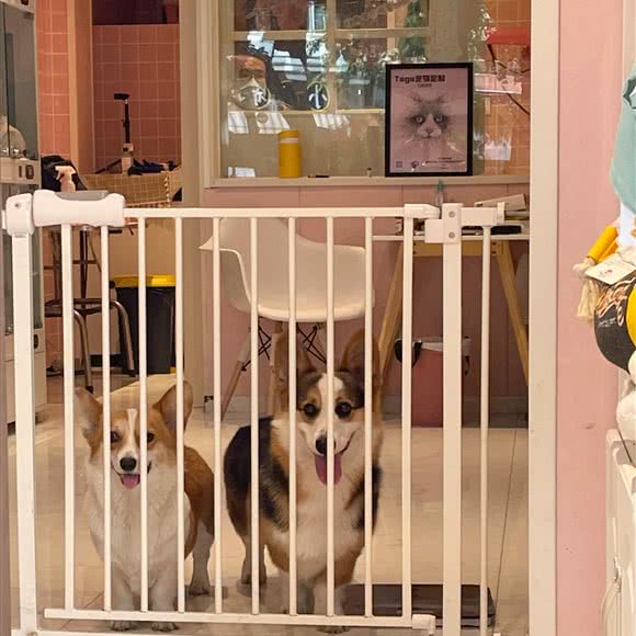 柒月宠物生活馆(紫荆店):成都市武侯区桐梓林附近