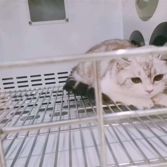 它们宠爱:成都市武侯区桐梓林附近