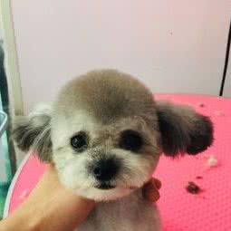 喵哆爱宠物店:成都市武侯区桐梓林附近