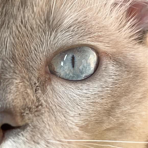 贝森宠物诊所:成都市武侯区合江亭附近