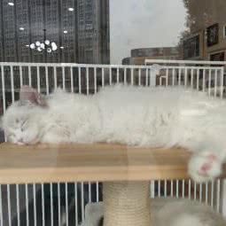 享福喵喵宠物生活馆:成都市武侯区龙湖金楠天街附近