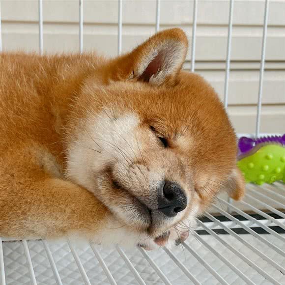 毛茸茸的生活 柴犬文化空间:北京城区朝阳区青年路附近