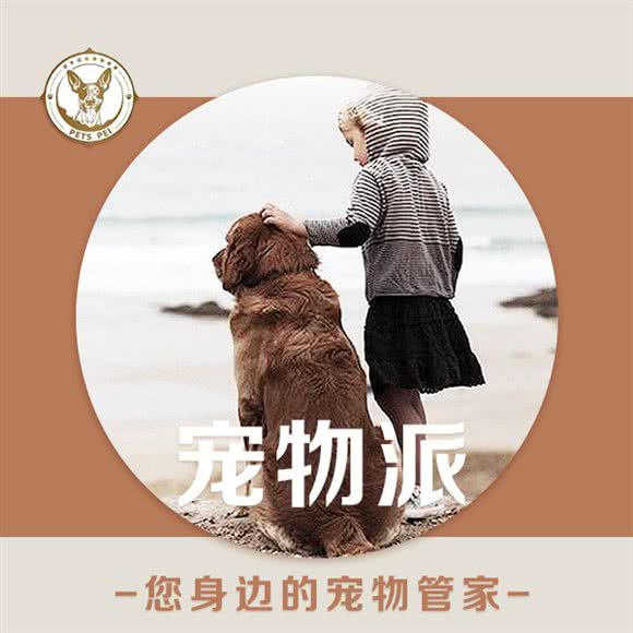 宠物派(高新店):成都市武侯区伊藤/世豪广场附近