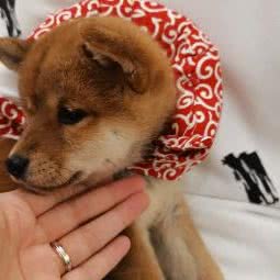 COCO柴犬庄:成都市武侯区伊藤/世豪广场附近