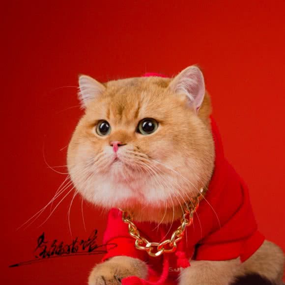 金福猫馆-金渐层&孟加拉豹猫繁育中心:成都市武侯区伊藤/世豪广场附近